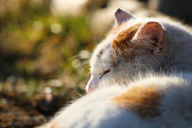 sonic cat repellents