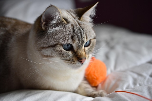 sonic cat repellents