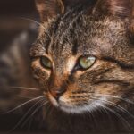 Sonic Repellents: Safeguarding Pets at Home Globally