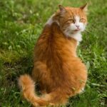 Mastering Performance Testing: Sonic Cat Repellent Strategies