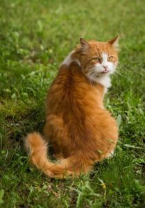 sonic-cat-repellents-640x480-23123472.jpeg