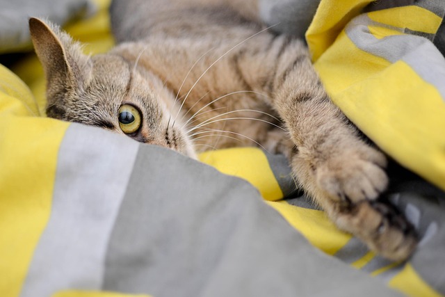 sonic cat repellents