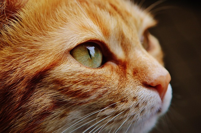 sonic cat repellents