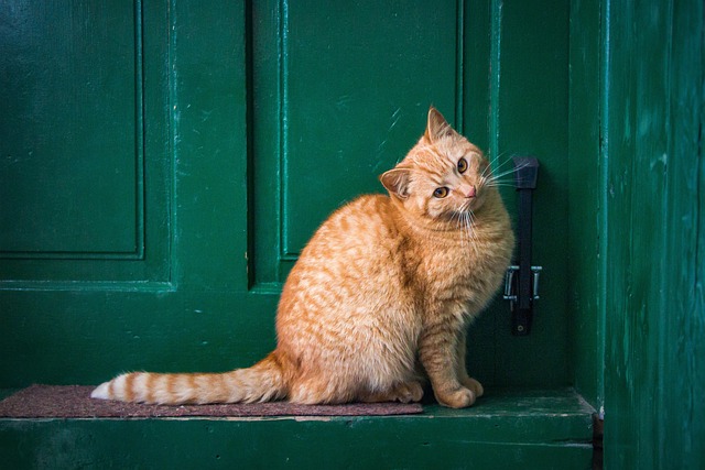 sonic cat repellents