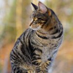 Efficient Storage: Organic Solutions & Sonic Cat Repellents