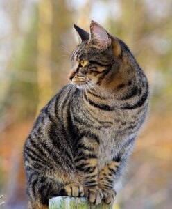 sonic-cat-repellents-640x480-40117001.jpeg