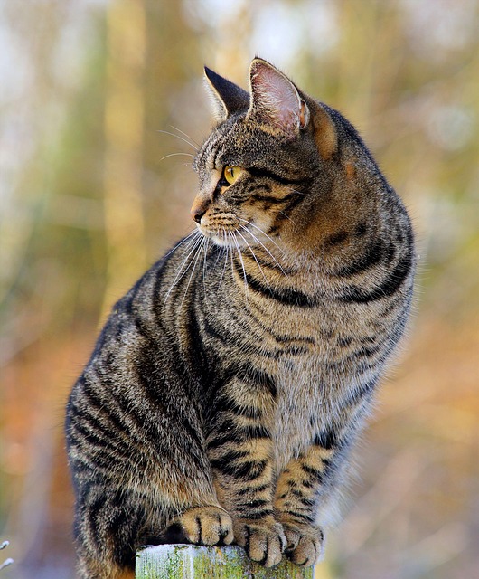 sonic-cat-repellents-640x480-40117001.jpeg