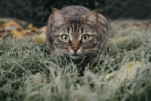 sonic cat repellents