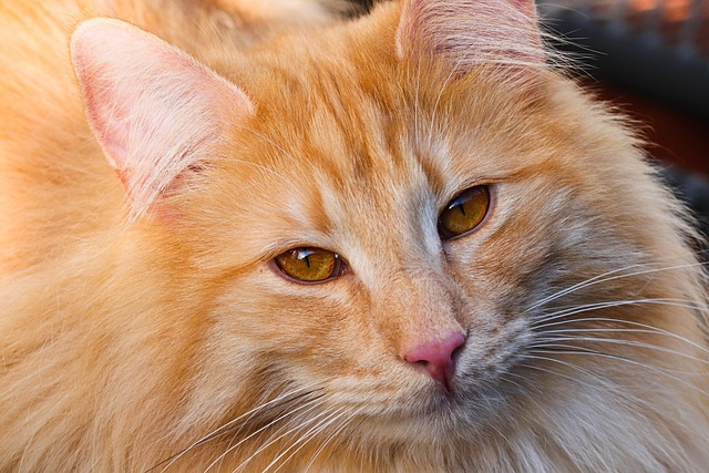 sonic cat repellents