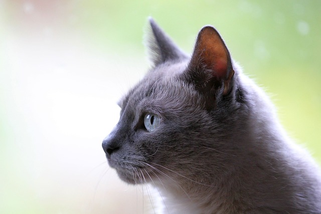 sonic cat repellents