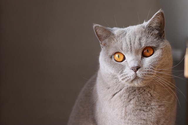 sonic cat repellents