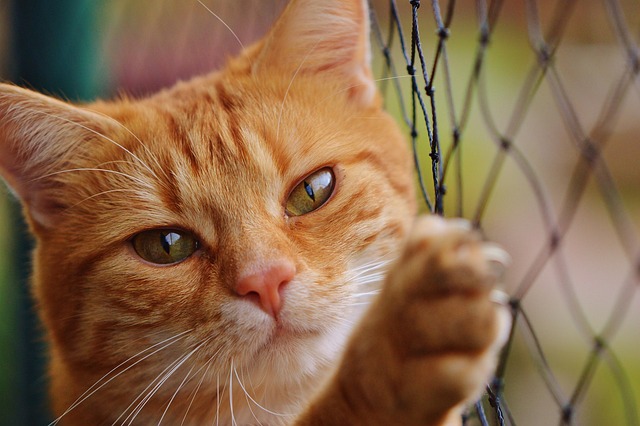 sonic cat repellents