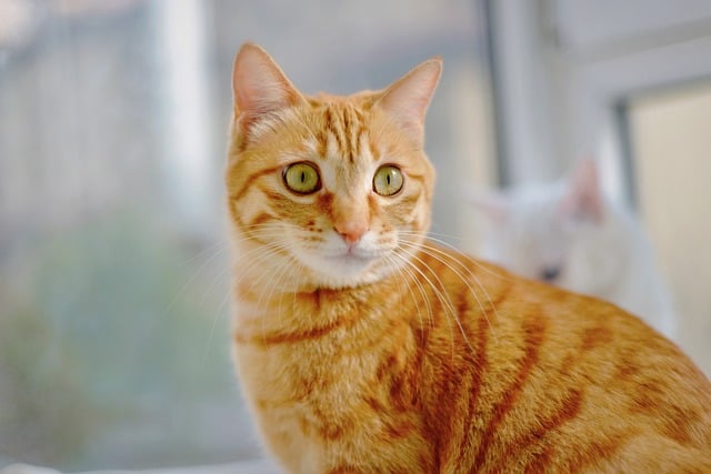 sonic cat repellents