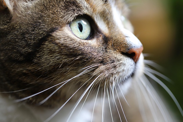 sonic cat repellents