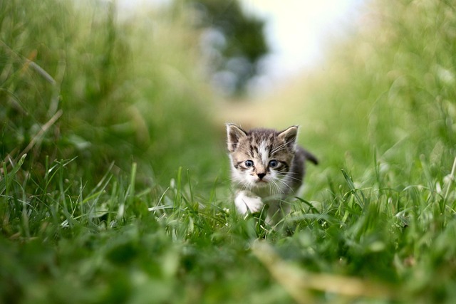 sonic cat repellents