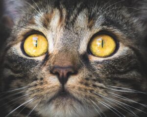 sonic-cat-repellents-640x480-61251902.jpeg