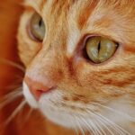 Sonic Cat Repellents: Balancing Environmental Impact and Animal Welfare