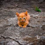 Unveiling Sonic Cat Repellents: Patterns & Impact