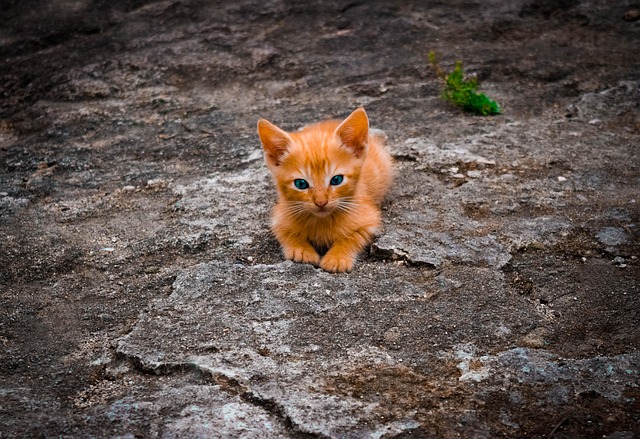 sonic-cat-repellents-640x480-66745830.jpeg