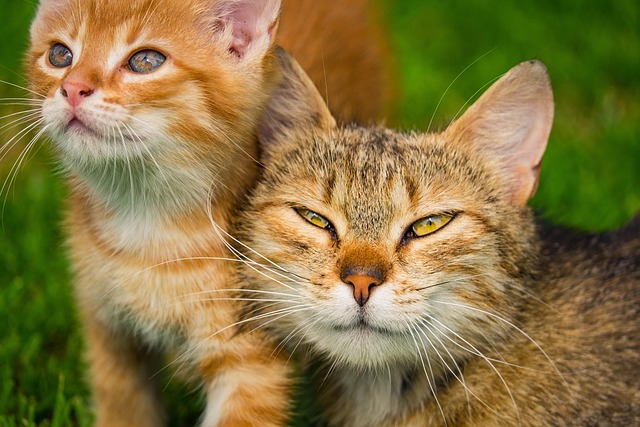 sonic cat repellents
