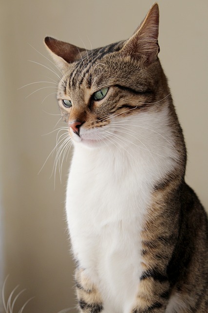 sonic cat repellents