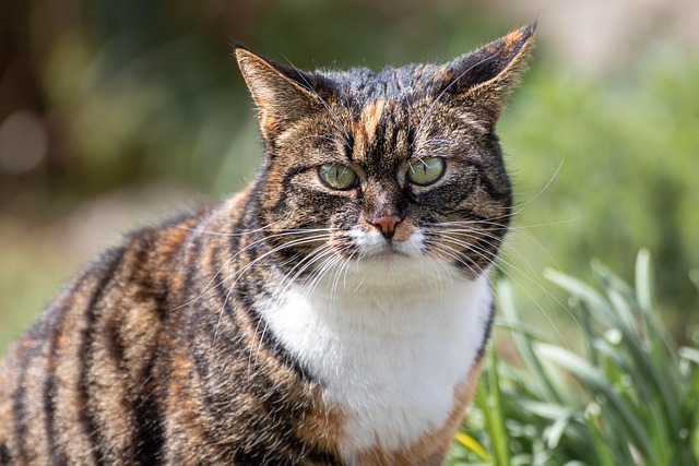 sonic cat repellents