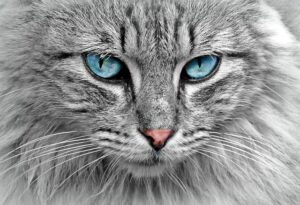 sonic-cat-repellents-640x480-83689097.jpeg