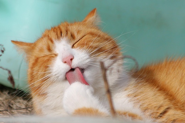 sonic cat repellents