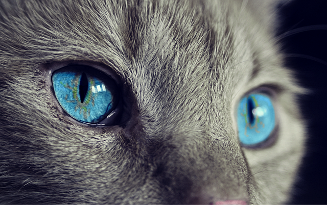 sonic cat repellents