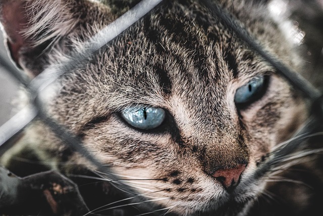 sonic cat repellents