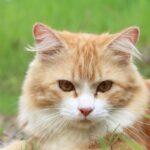 Mastering Sonic Cat Repellent Use for Effective Deterrence