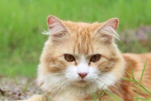 sonic-cat-repellents-640x480-96863344.jpeg