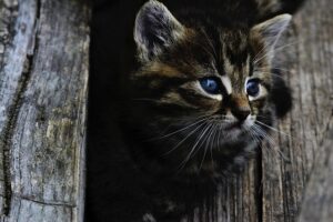 sonic-cat-repellents-640x480-98085084.jpeg