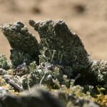 Root Damage Assessment in Vancouver WA: Preventing Stump Grinding Issues