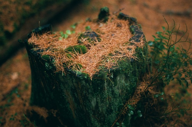 stump grinding