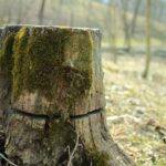 Portland OR Stump Grinding: Safe Yard Hazard Removal Guide