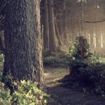 Portland OR Stump Grinding: Get Accurate Cost Estimates