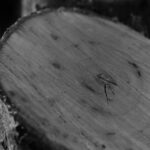 Portland OR Stump Grinding: Efficient, Eco-Friendly Brush Removal Experts