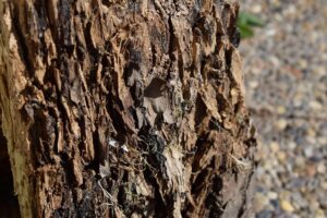 stump-grinding-640x480-27381021.jpeg
