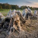 Fast Stump Grinding Vancouver WA: Efficient Removal Services