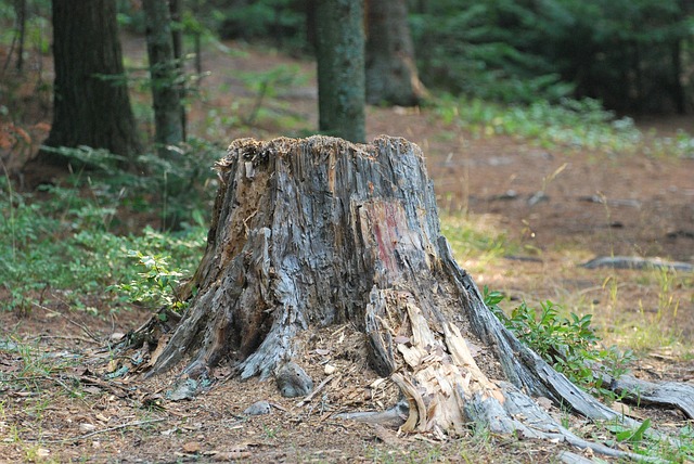 stump grinding