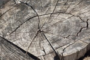 stump-grinding-640x480-30123773.jpeg