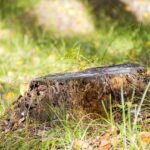 Vancouver WA Stump Grinding: Efficient Removal for Safe Yards