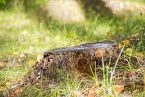 stump-grinding-640x480-30782900.jpeg
