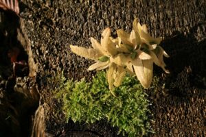 stump-grinding-640x480-32542179.jpeg