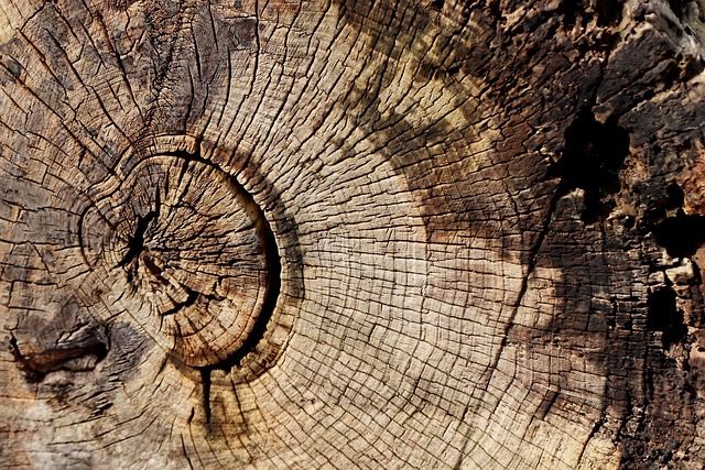 stump grinding