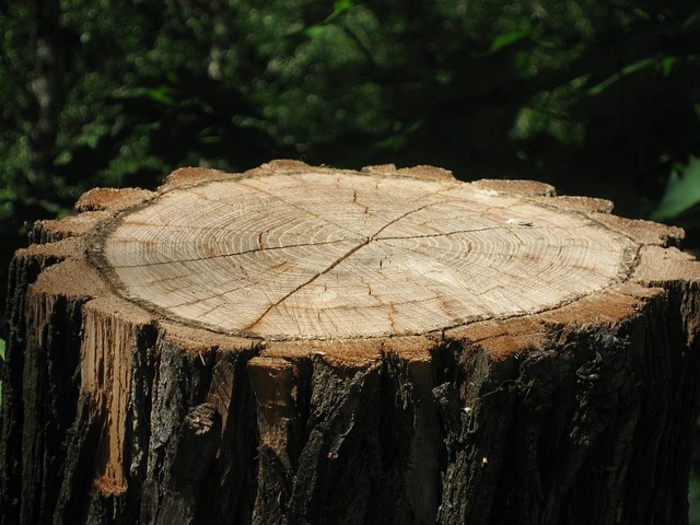 stump grinding