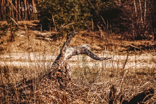 stump grinding