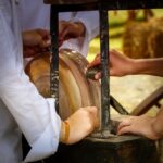 Vancouver WA Stump Grinding: Effective Pest Control Solutions