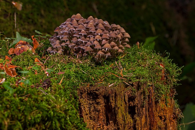 stump grinding